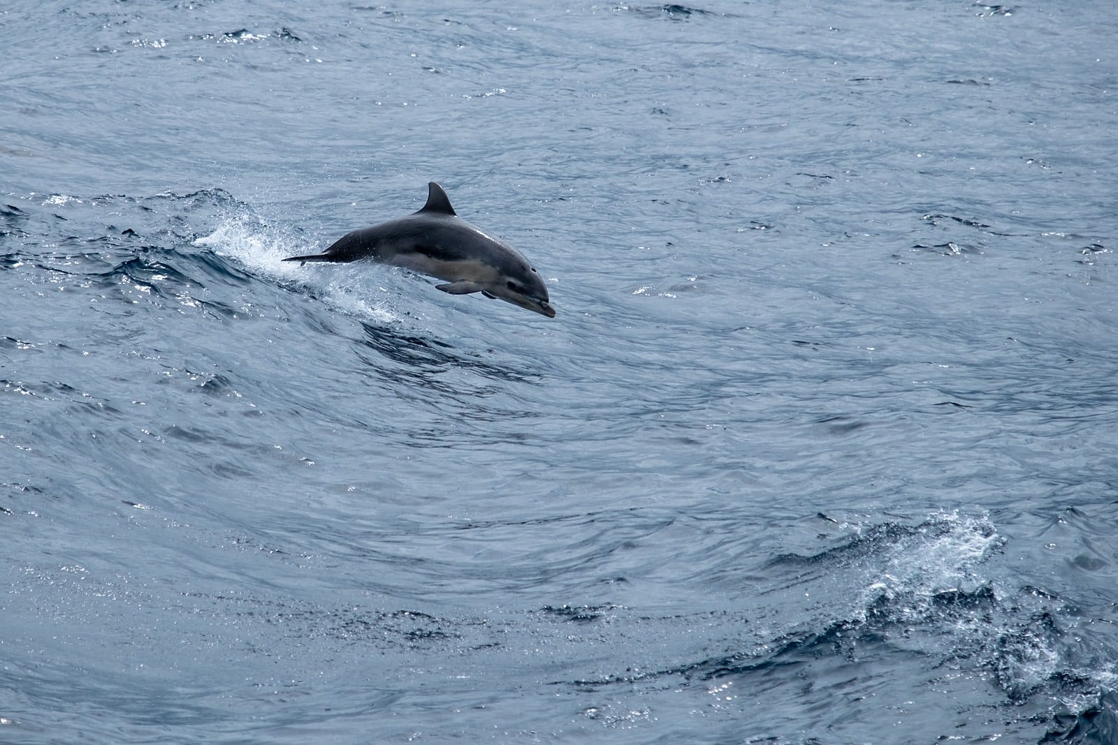 A bottlenose dolphin leaping clear of blue water beside a ferry