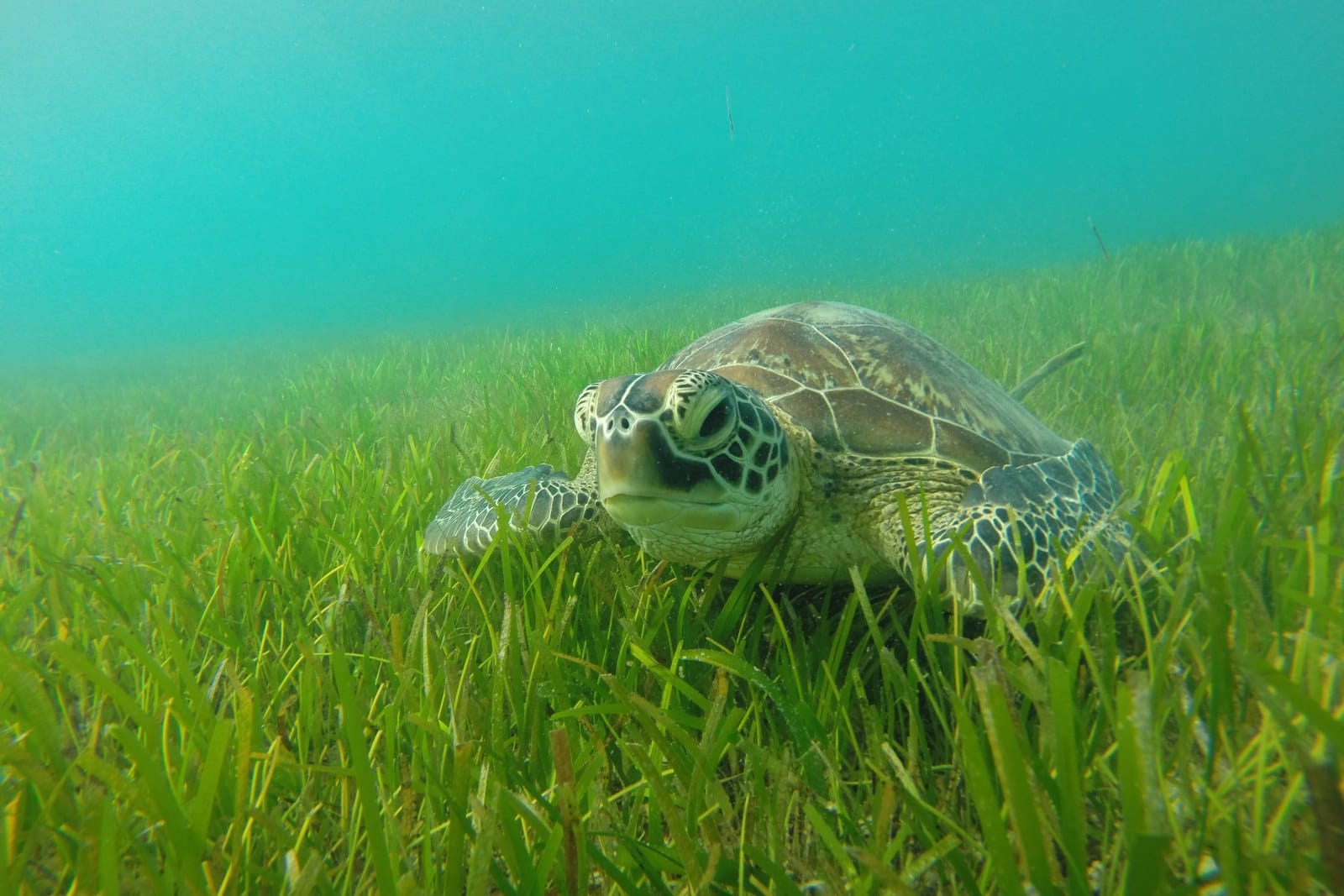 Green seagrass blades in clear shallow water