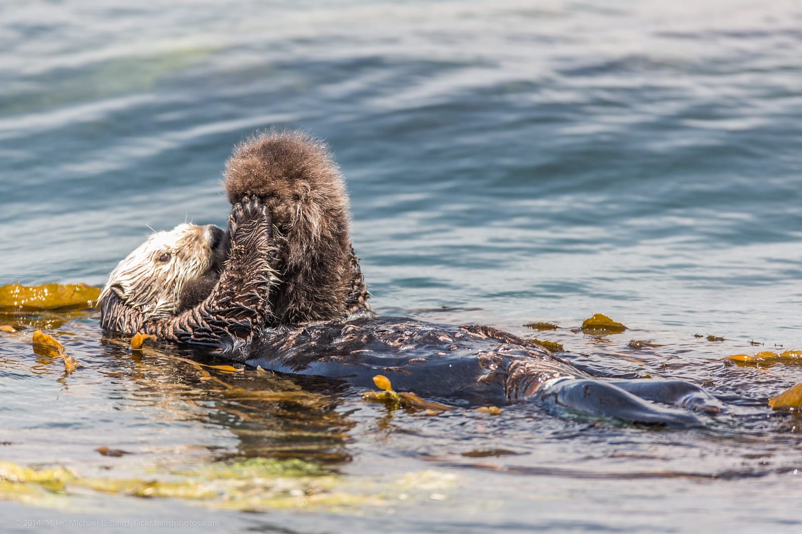 A sea otter floating on its back among kelp fronds in calm water