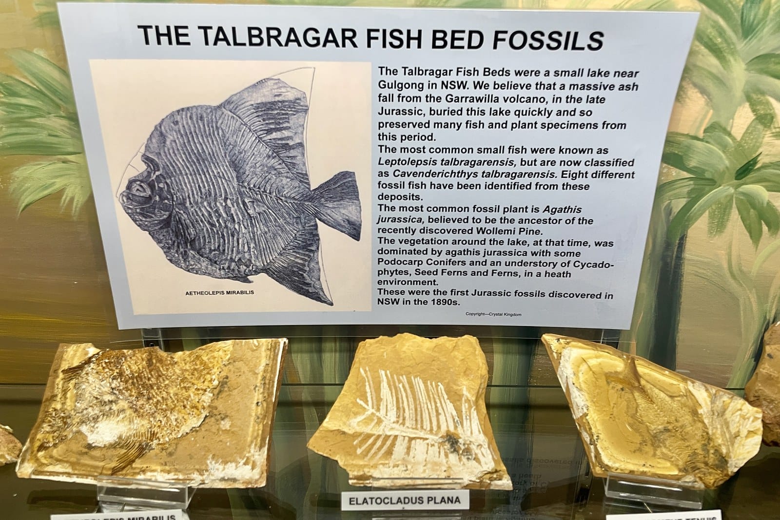 Golden fossil slabs of Jurassic fish and a conifer sprig in a glass museum case with their labels