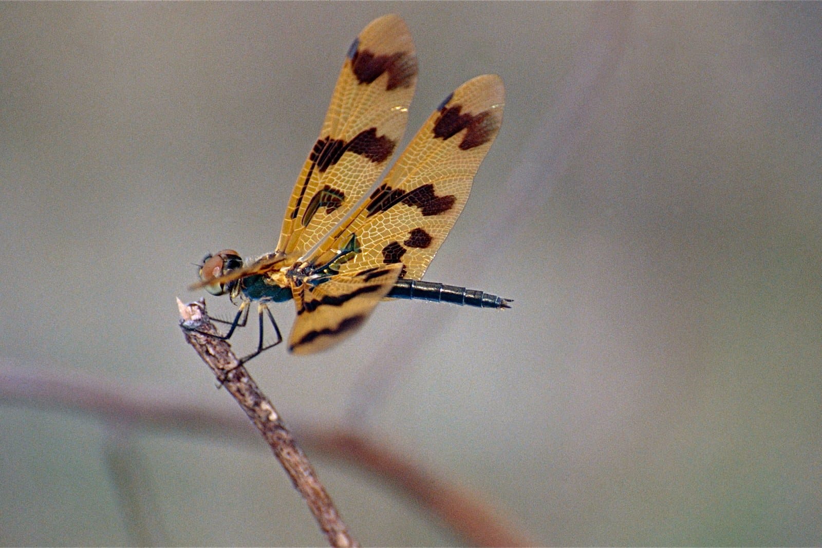 A dragonfly with amber and brown patterned wings perched on a twig