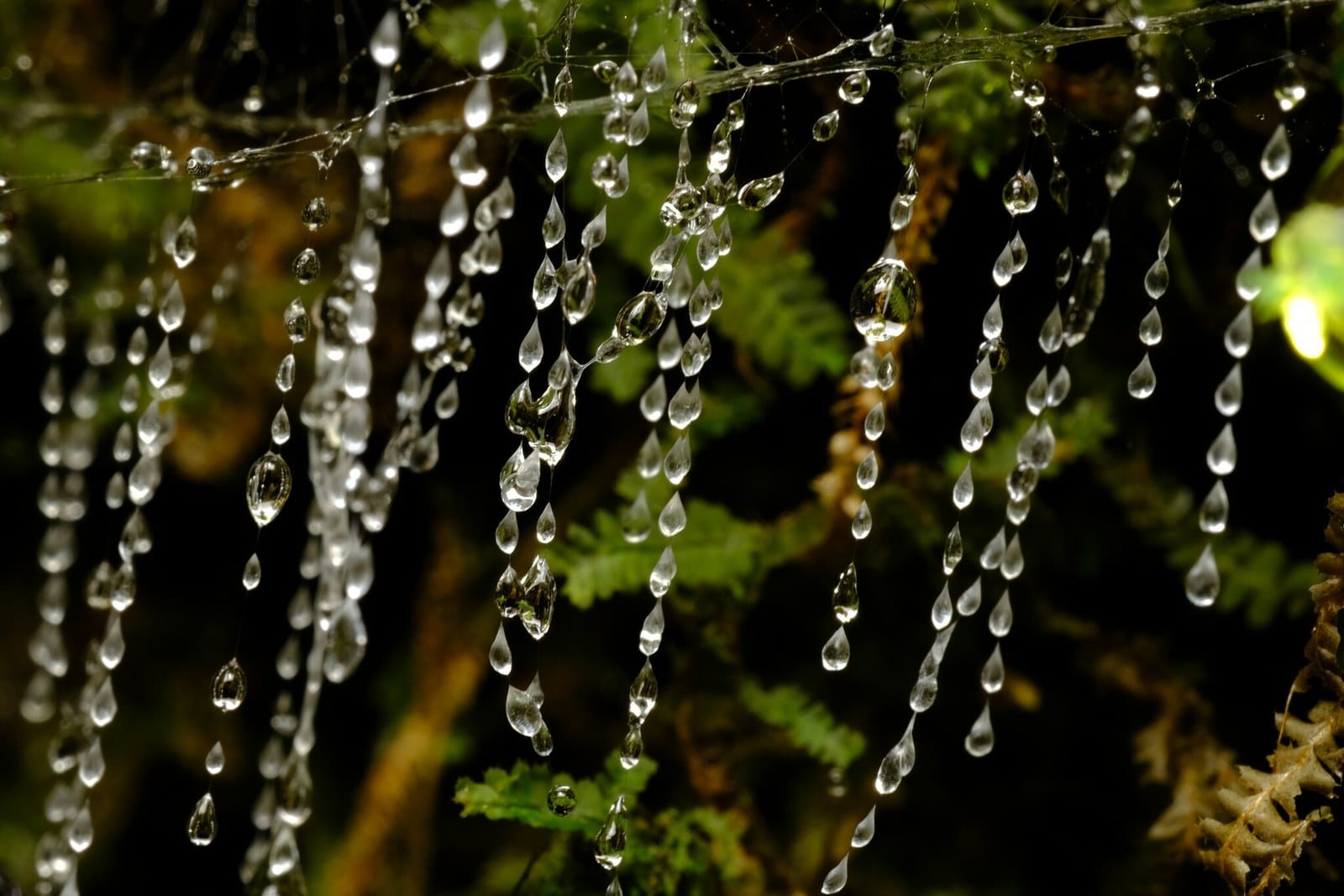 Dozens of silk threads strung with droplets hanging in front of green ferns