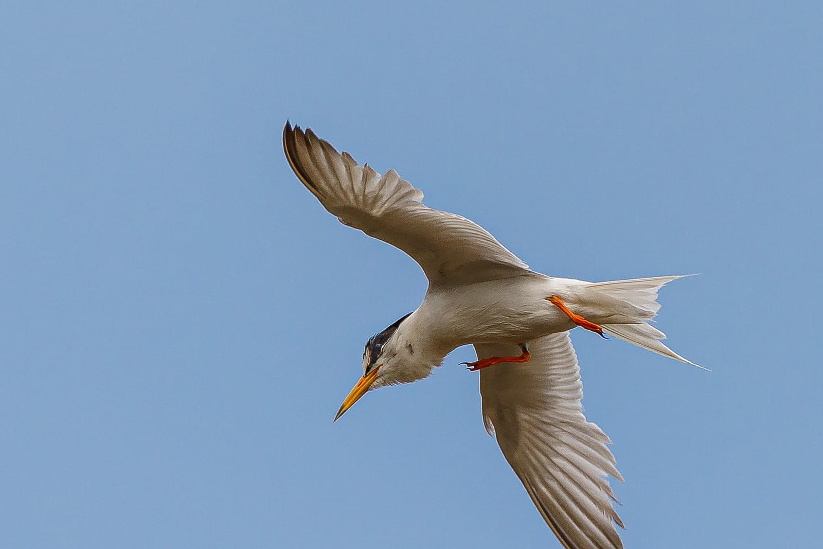 A little tern in flight against blue sky, wings raised, orange legs tucked