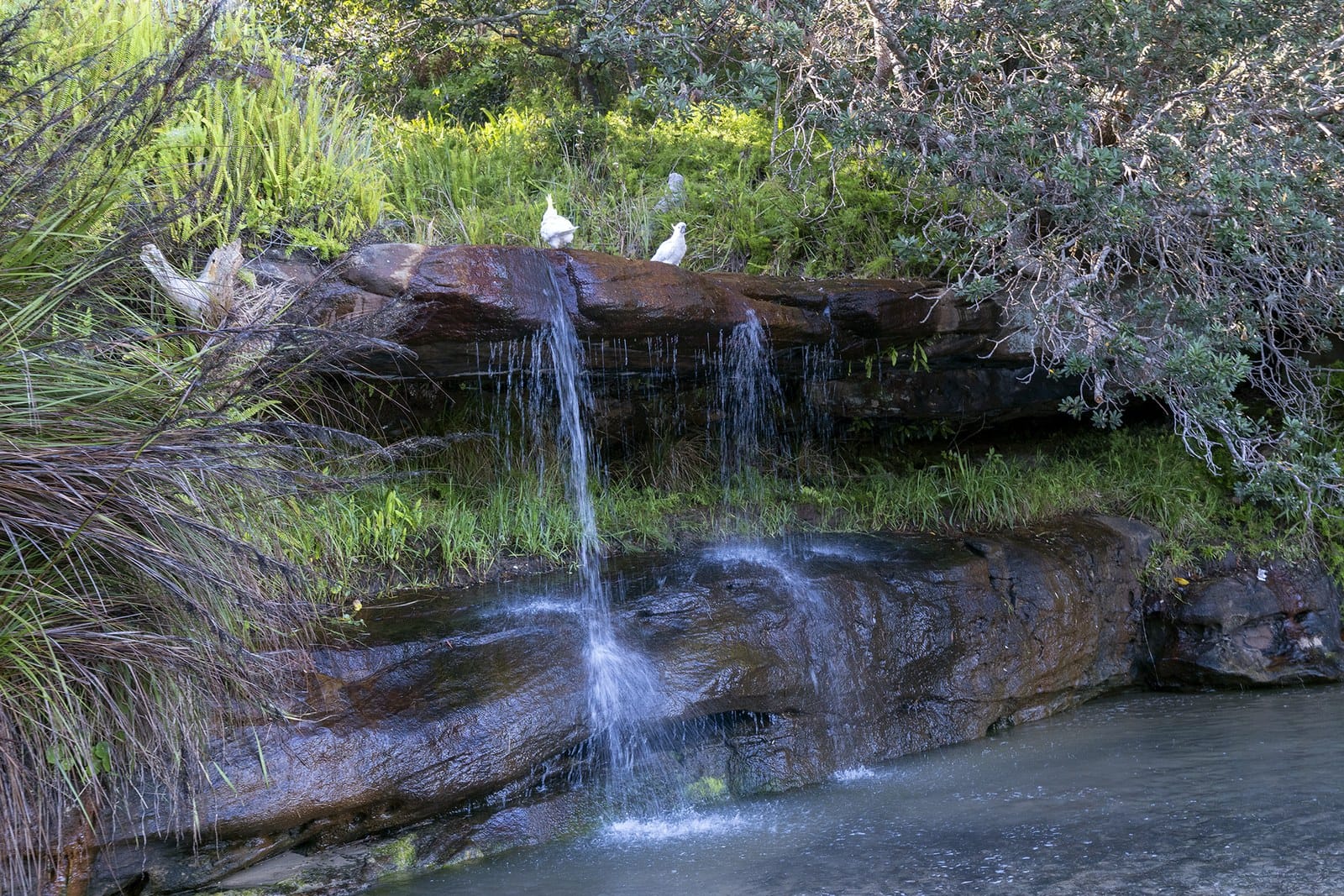 Two sulphur crested cockatoos on the sandstone ledge above a small waterfall
