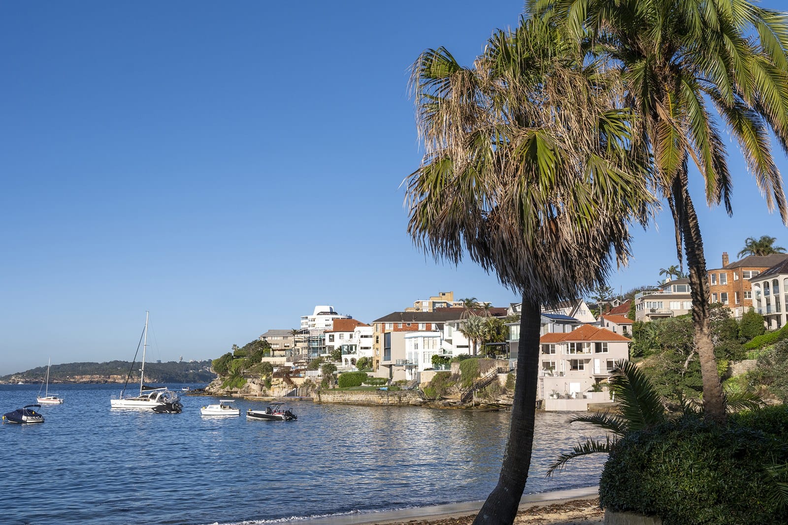 Palms, boats and houses around Little Manly Cove on a clear morning