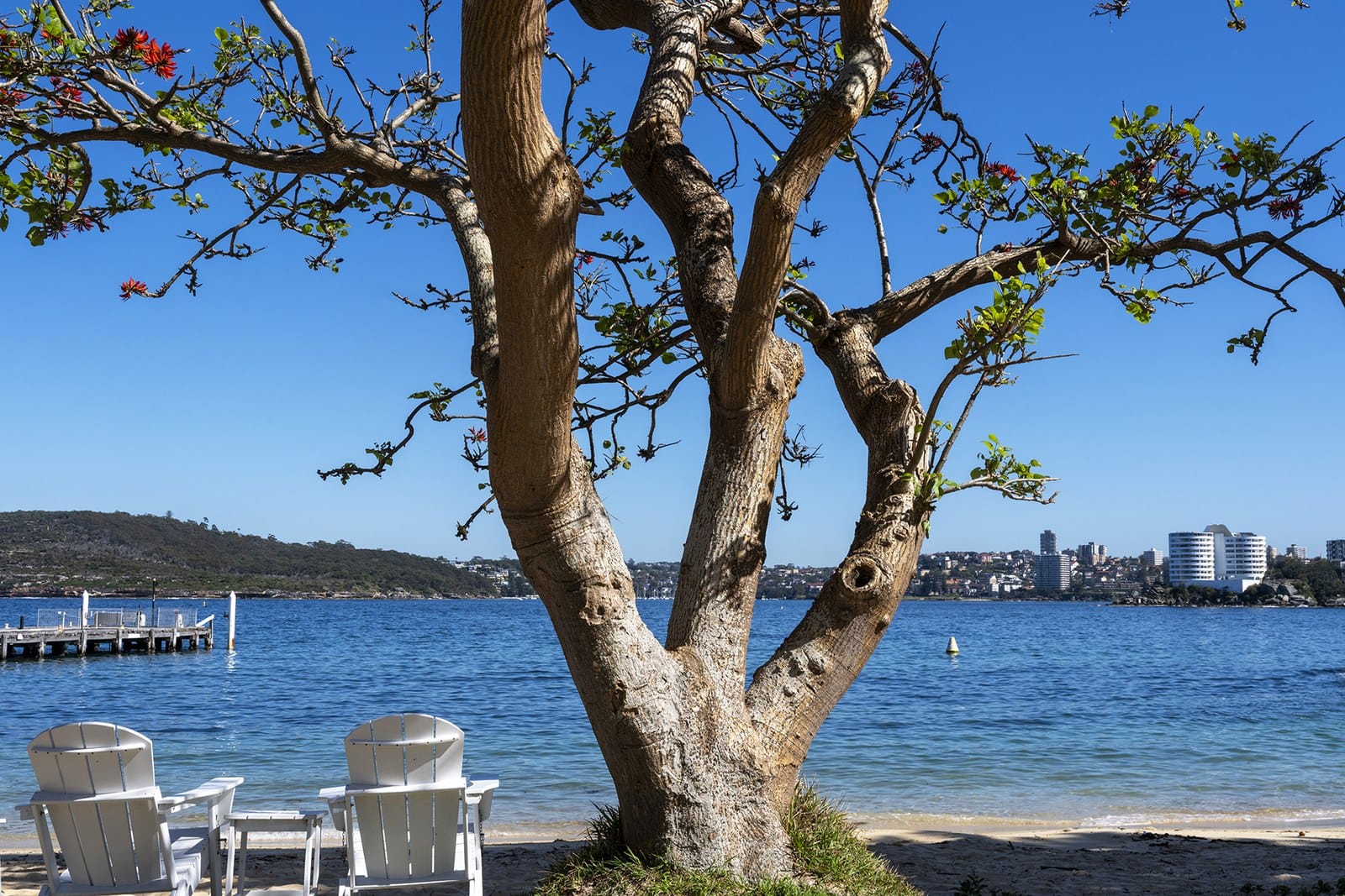 A coral tree and two white chairs on the grass above a harbour beach