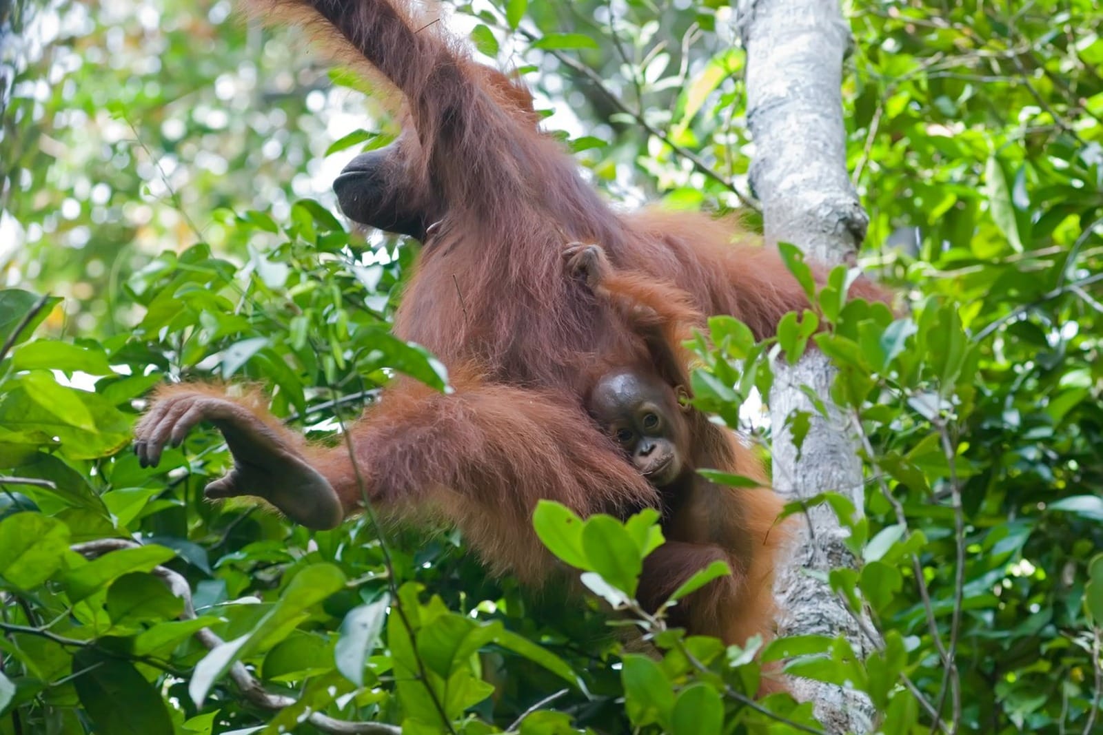 An orangutan mother in the forest canopy carrying her infant