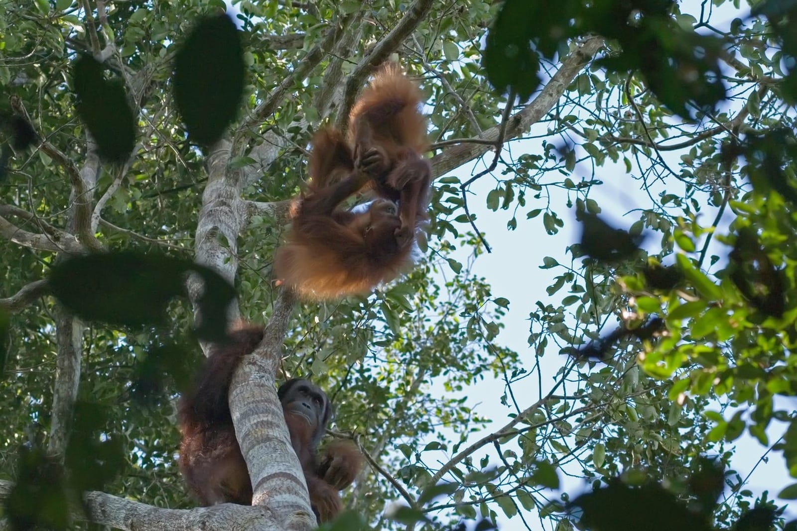 An orangutan mother on a tree trunk looking up at her young playing above her