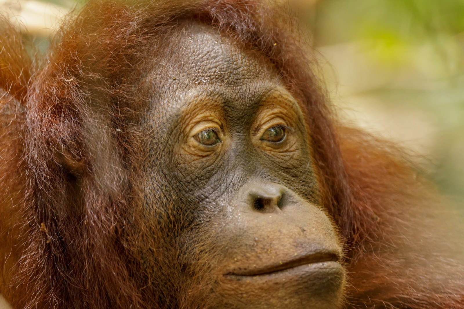 A Bornean orangutan sitting in rainforest branches