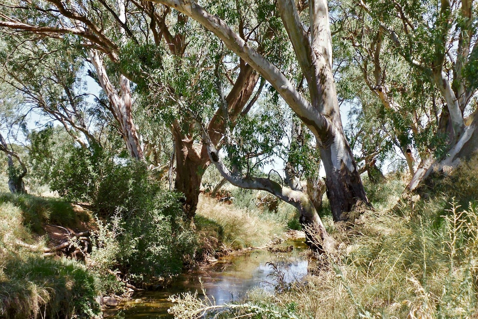 River red gums leaning over a shallow outback creek