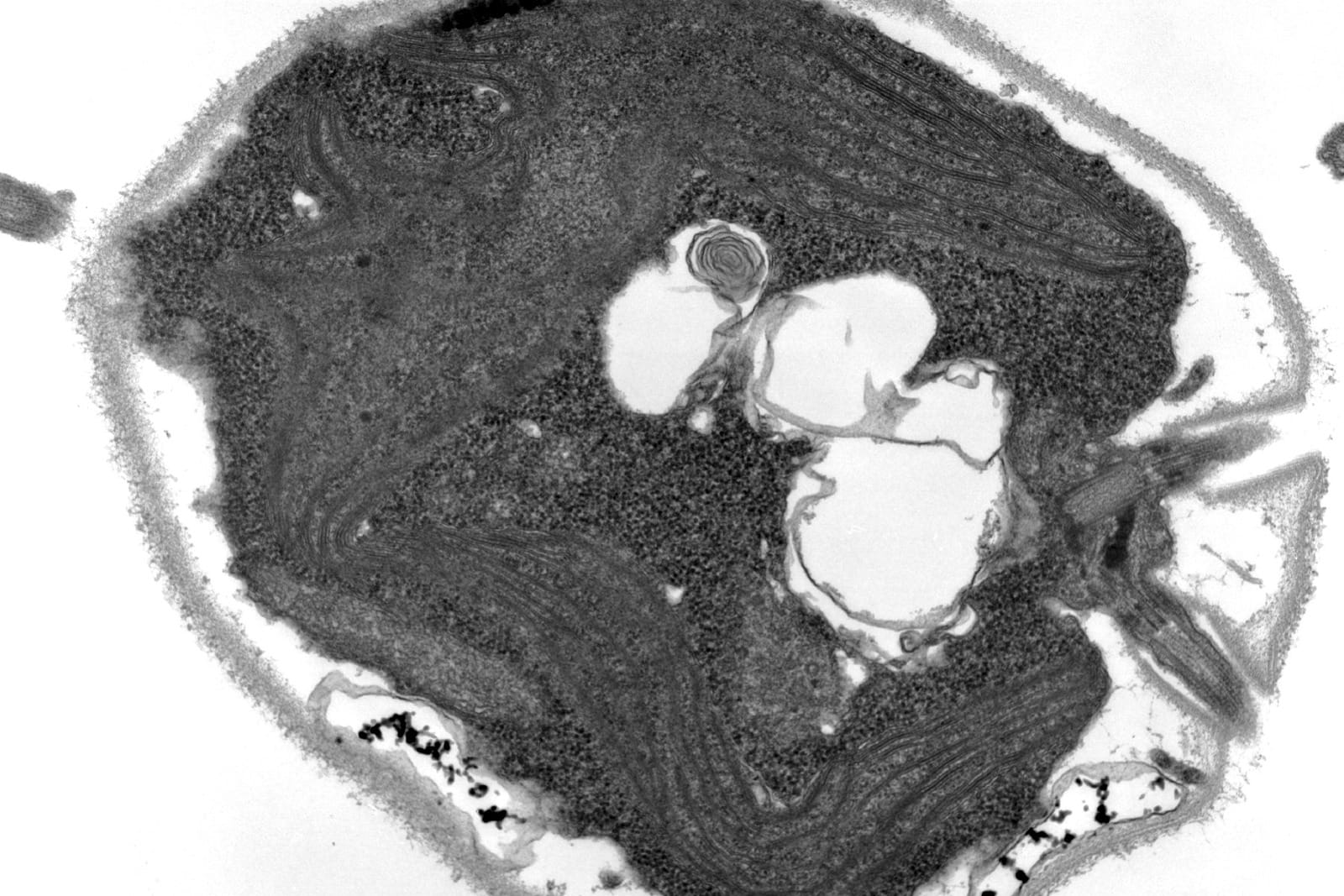 Black and white microscope image of a single round algal cell
