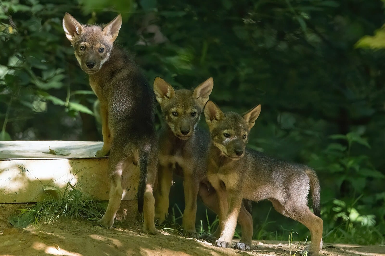 Three red wolf pups standing together on a dirt rise