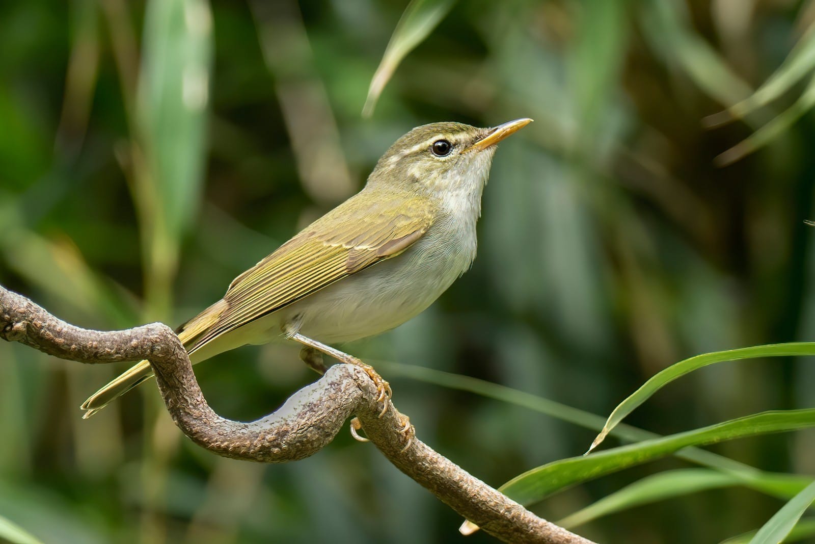 A small olive green warbler with a pale breast and a stripe over its eye, perched on a bare branch among bamboo