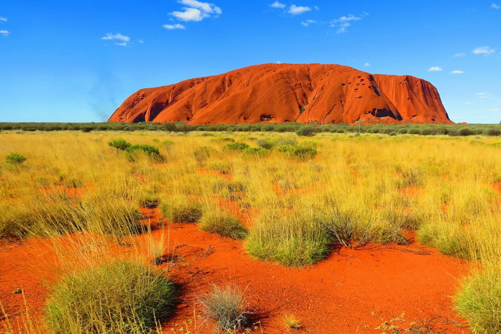 Uluru rising red above green spinifex and red sand under a blue sky