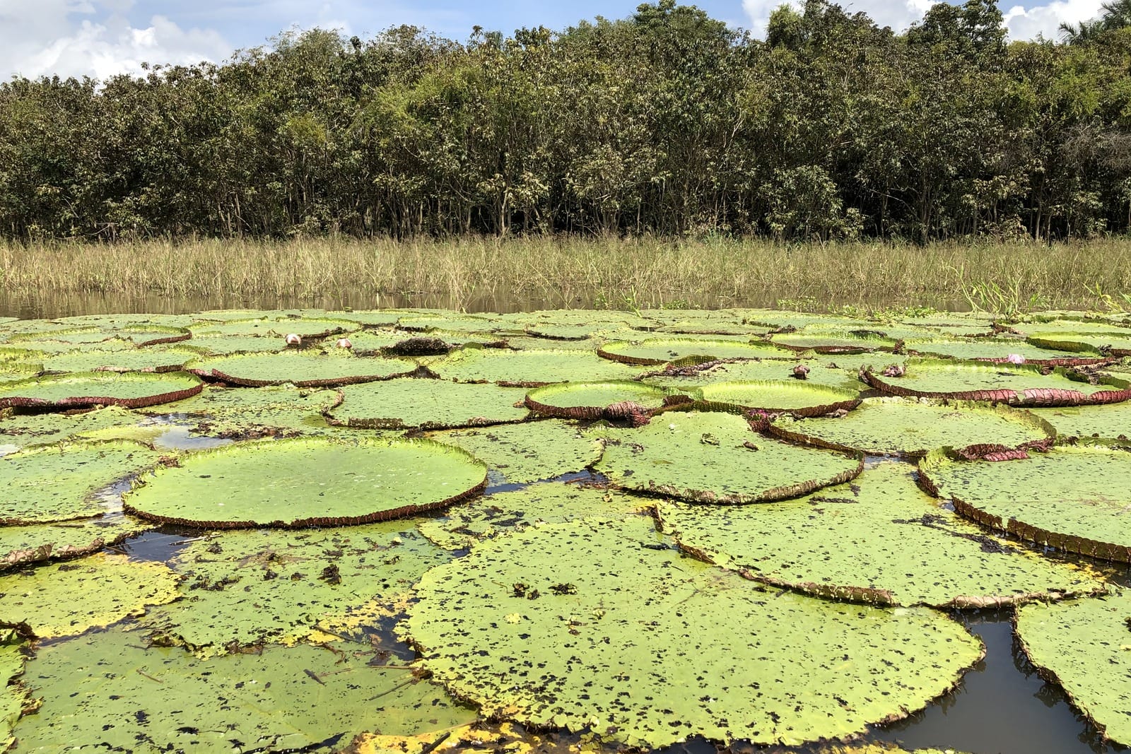 Wide green giant waterlily pads on calm water with a treeline and sky behind