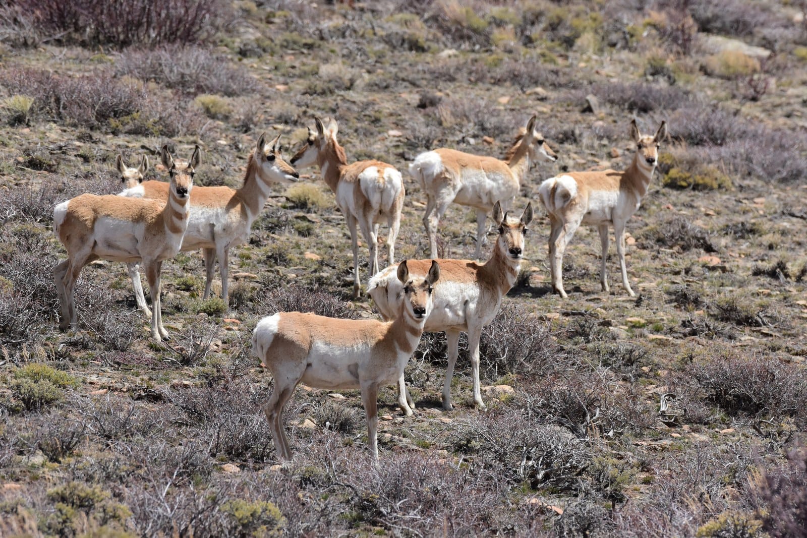 A pronghorn antelope standing in grassland