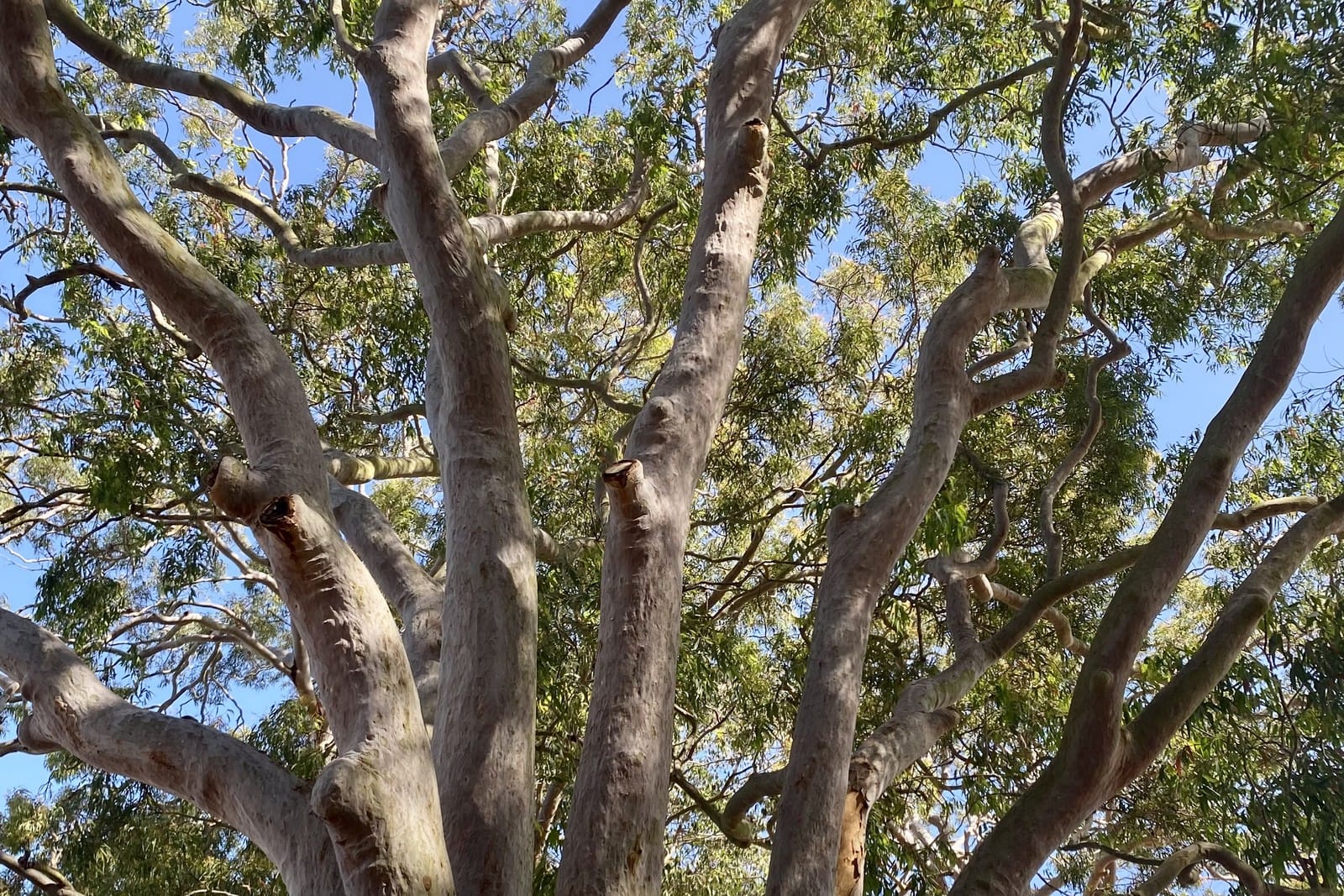 Looking up into the pale pink and grey limbs and green canopy of a smooth barked apple tree against blue sky