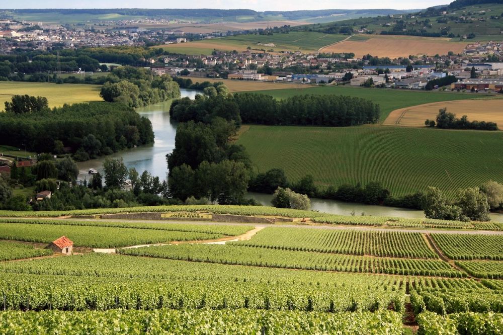 Rows of vines above the village of Hautvillers in Champagne