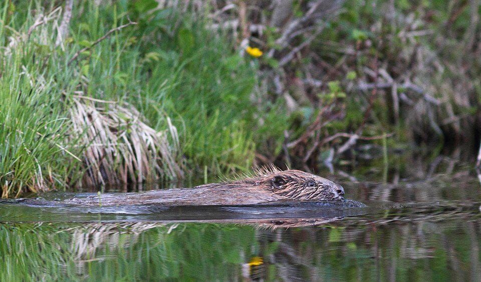 A wild Eurasian beaver swimming along a grassy river bank