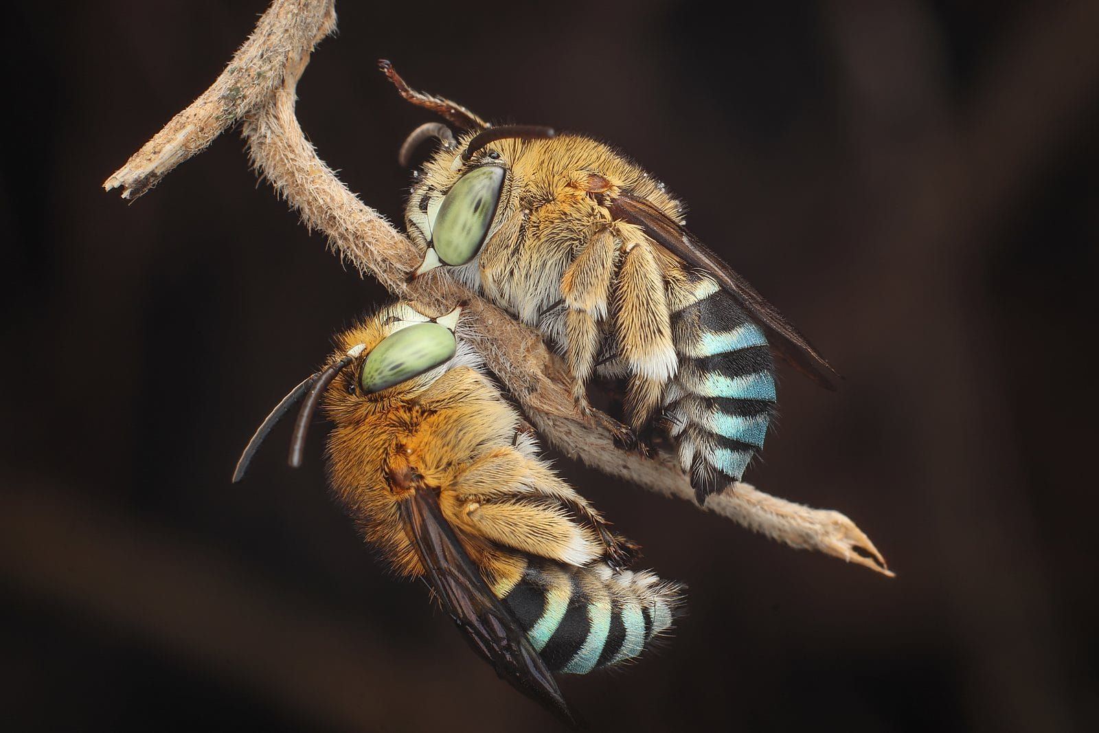 Two blue banded bees resting face to face on a twig, photographed in the Philippines; the same genus hums through Australian gardens