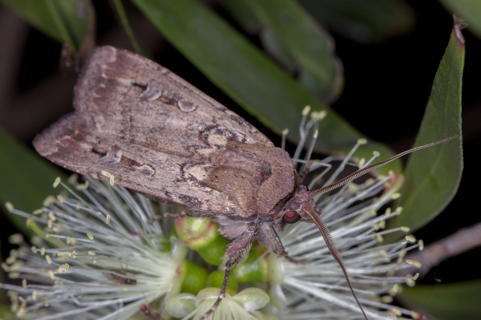 A bogong moth, Agrotis infusa, feeding on a eucalyptus blossom at night.