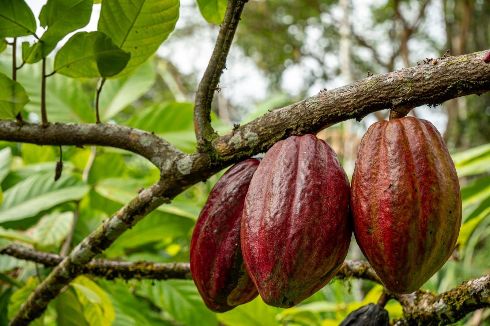 Ripe red cacao pods hanging from a branch in a green canopy