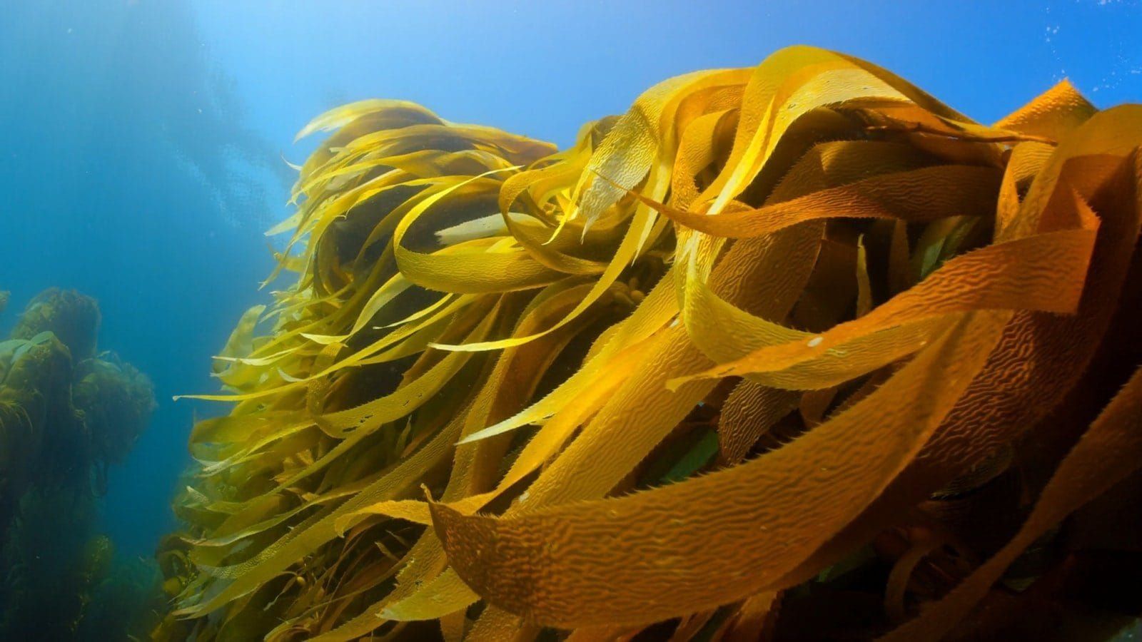 Golden kelp fronds streaming through deep blue water