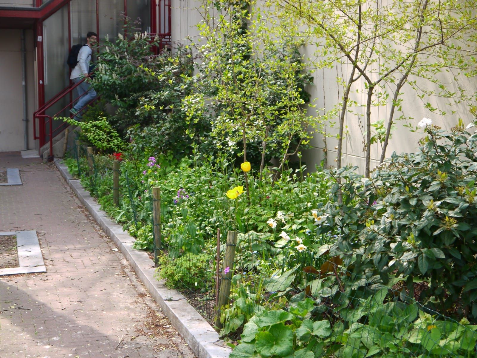 A facade garden strip of spring flowers beside brick paving in Amsterdam