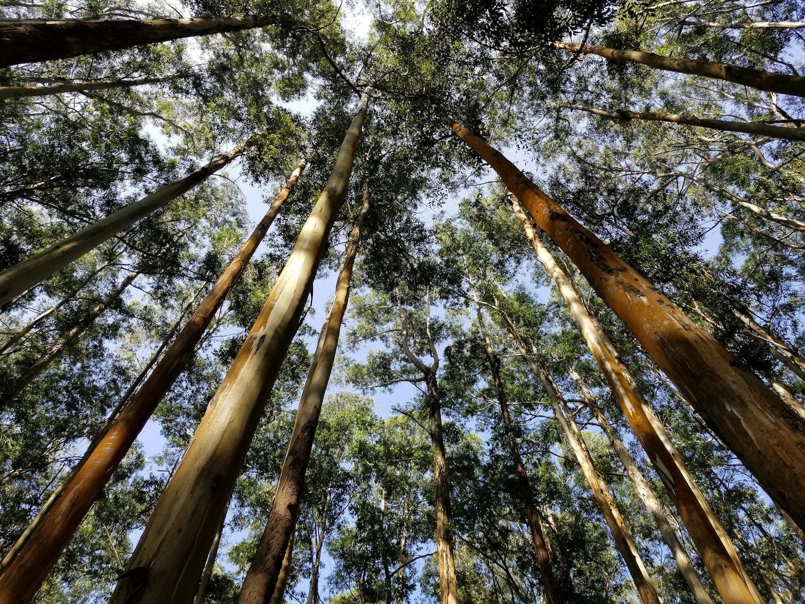 A eucalypt forest seen from within, trunks reaching to the sky, the kind of country FireSat watches over