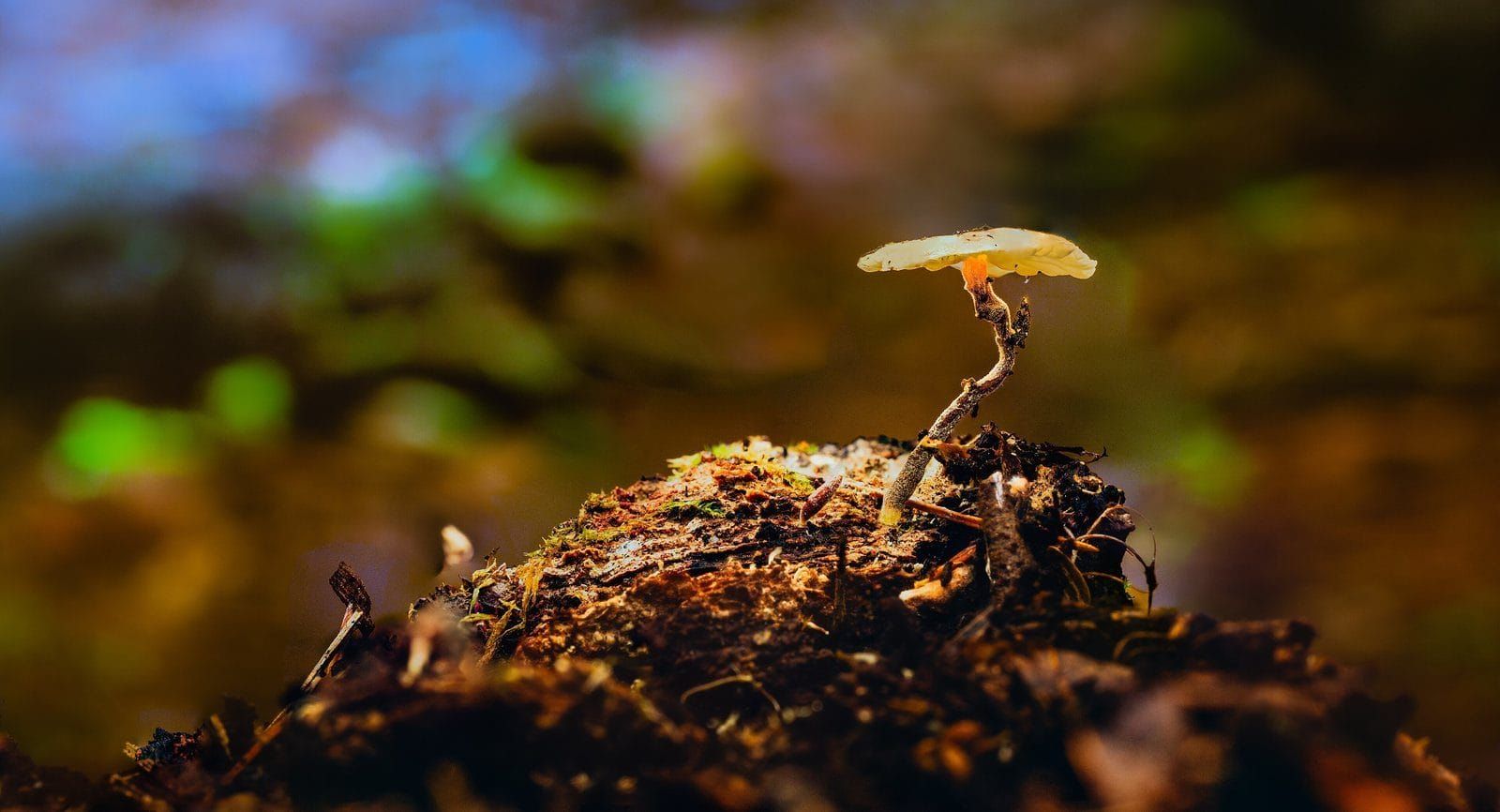 A tiny golden mushroom rising from the forest floor in low sunlight