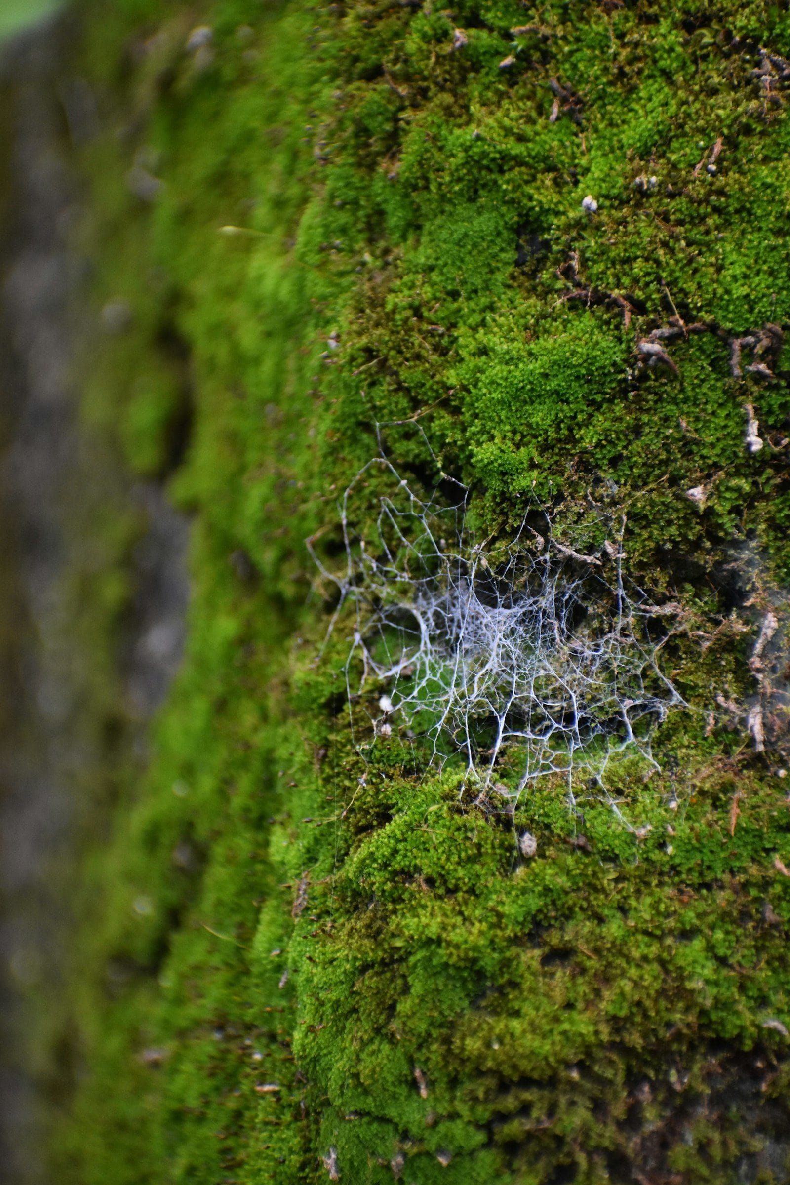 Fine white fungal threads laced across bright green moss
