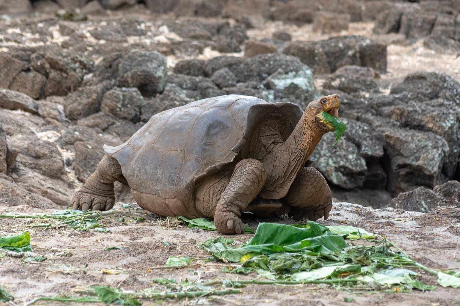 A Galapagos giant tortoise eating green leaves among dark lava rocks