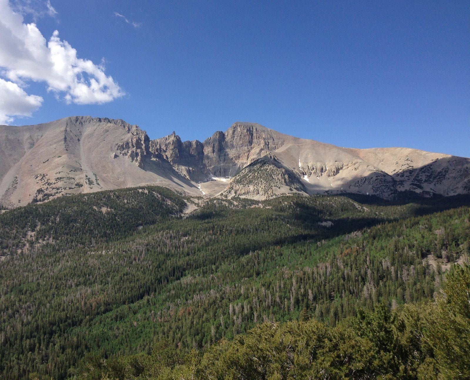 Wheeler Peak rising over forest in Great Basin National Park, Nevada