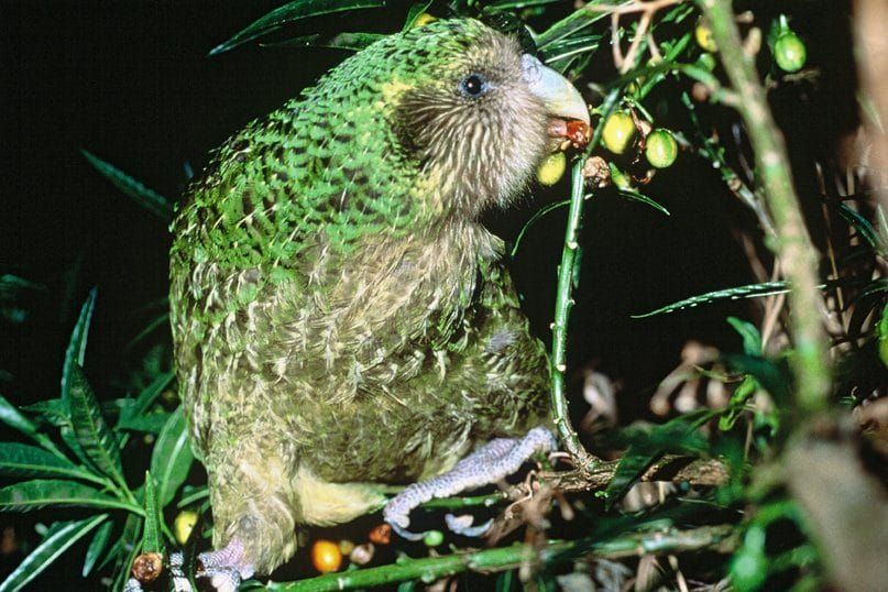 Trevor the kākāpō feeding on ripe poroporo fruit on Maud Island, New Zealand