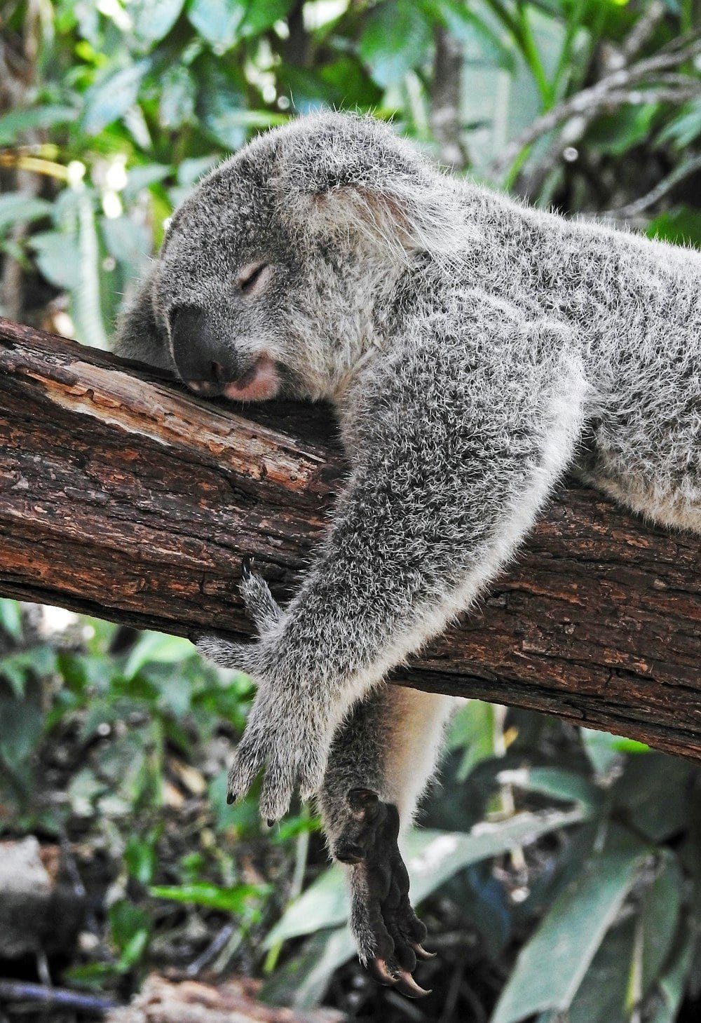 A koala asleep along a thick tree branch with green leaves behind