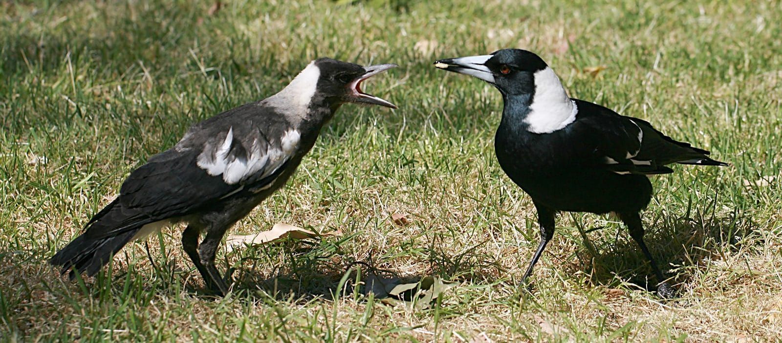 An adult Australian magpie passing food to a young magpie calling with its beak open, both standing on grass