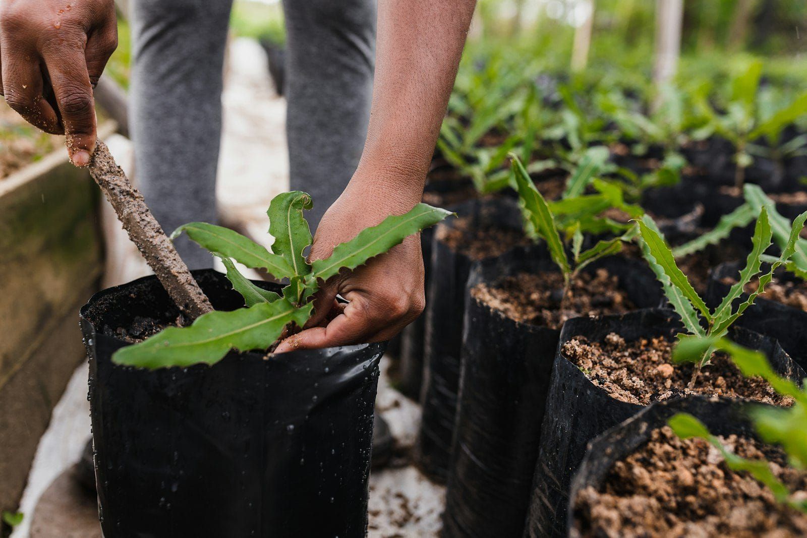Rows of young tree seedlings in planting bags at a nursery, with a pair of hands tending one, a stand in image