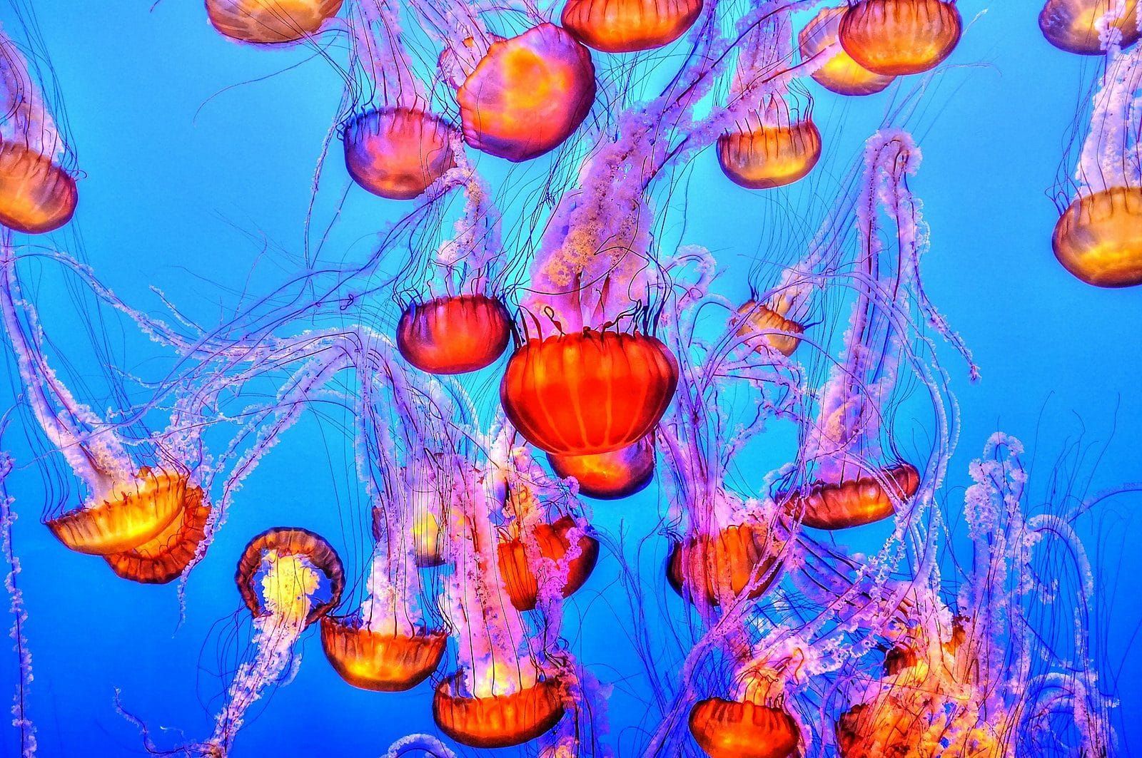 Sea nettle jellyfish glowing orange against deep blue water, long tentacles trailing