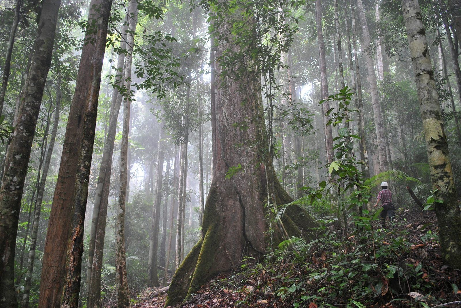 Old rainforest in mist, a huge buttressed tree and a walker on the track