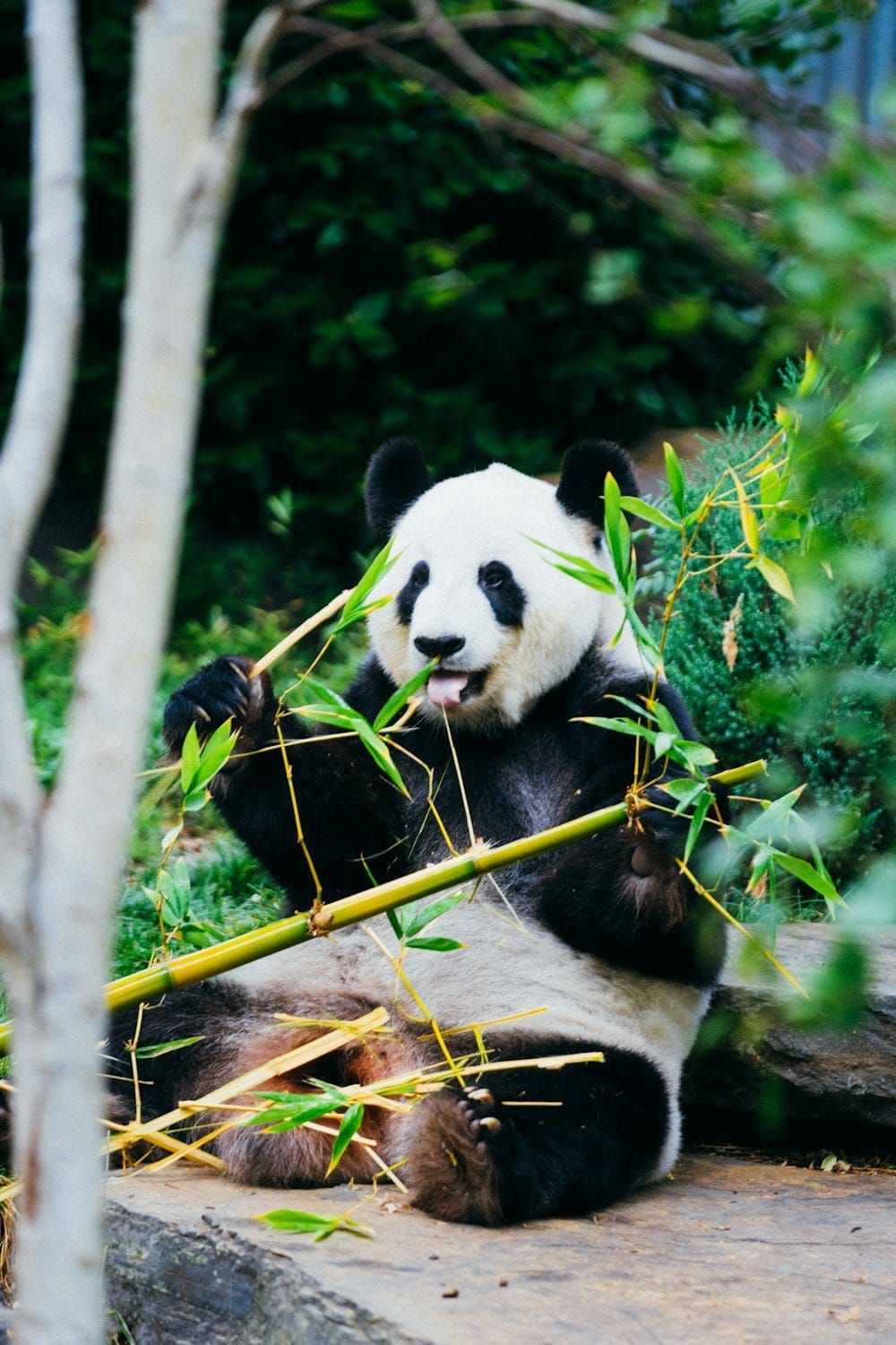 A giant panda sitting among bamboo, holding a bamboo stem and eating