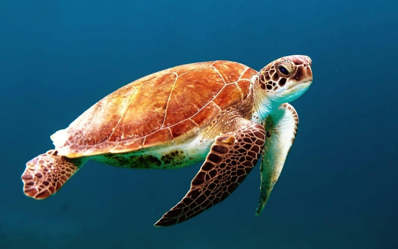 A green sea turtle swimming through clear blue water