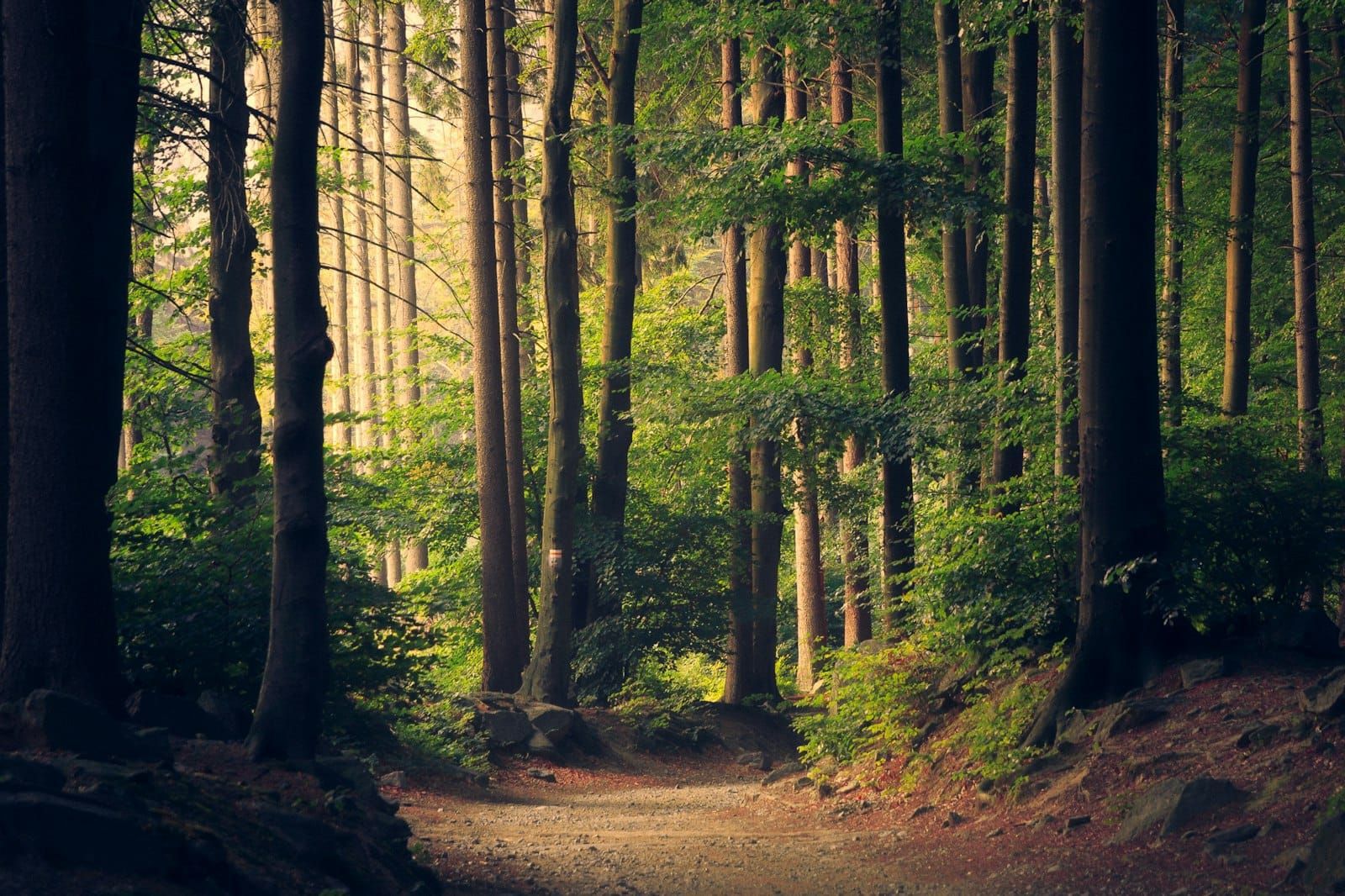 Sunlight streaming through a lush green forest canopy