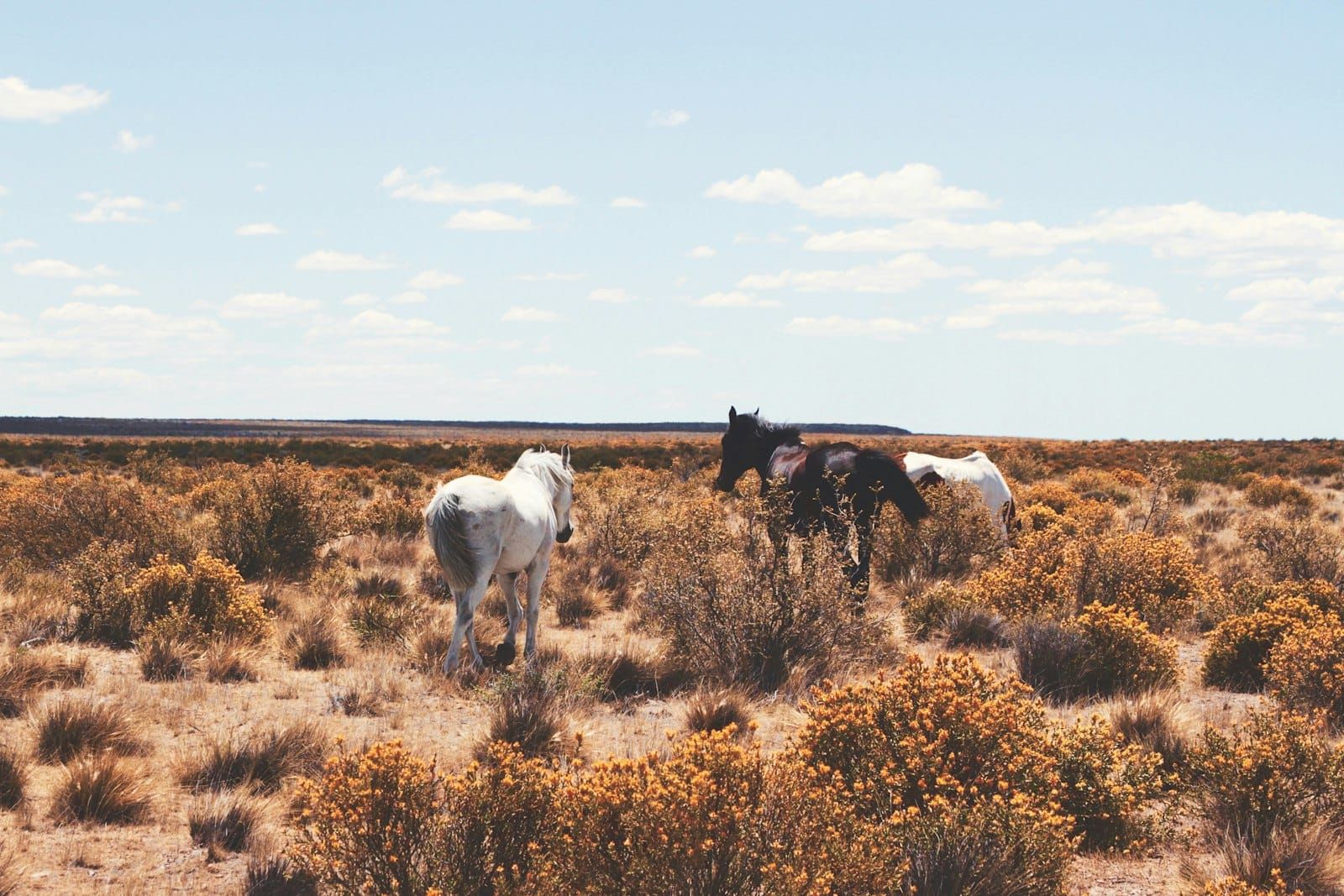 Wild horses grazing on open steppe under a wide sky