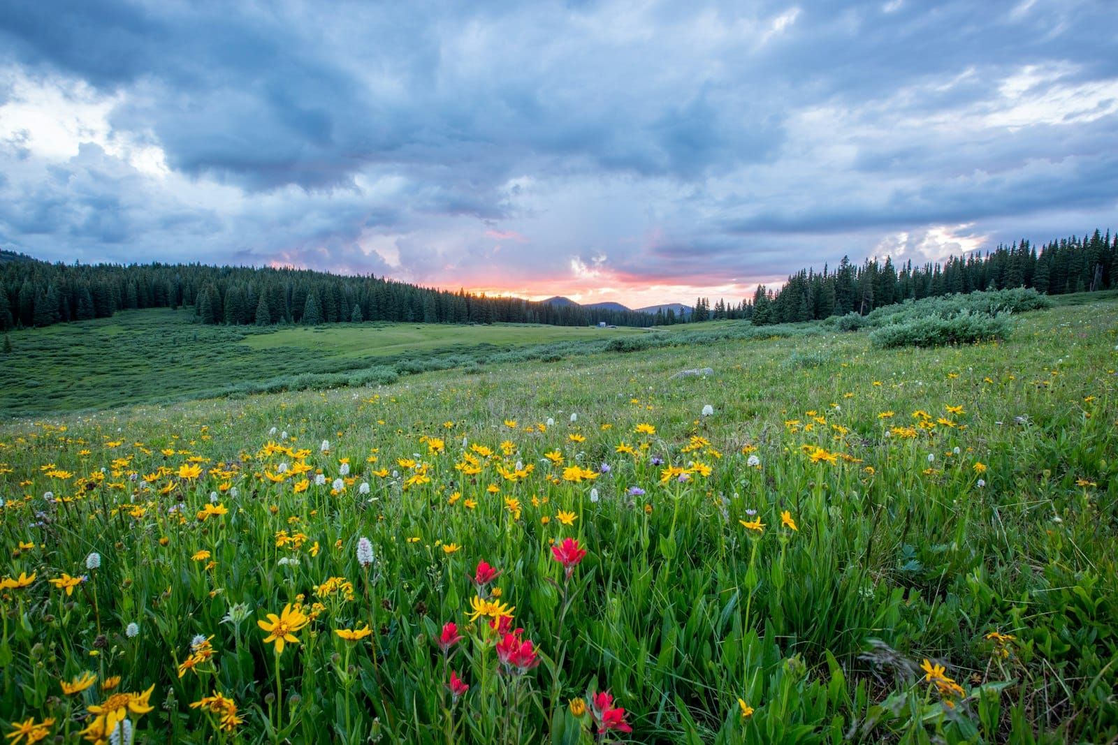 A prairie meadow full of wildflowers under a wide sky