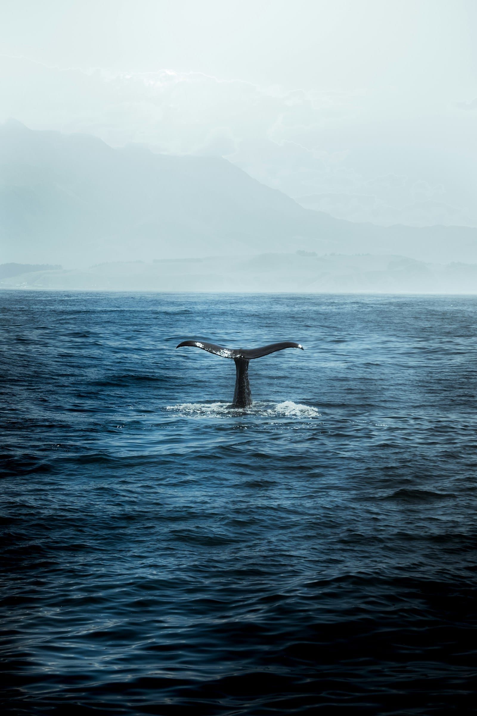 A whale tail rising from deep blue water off Kaikoura, New Zealand