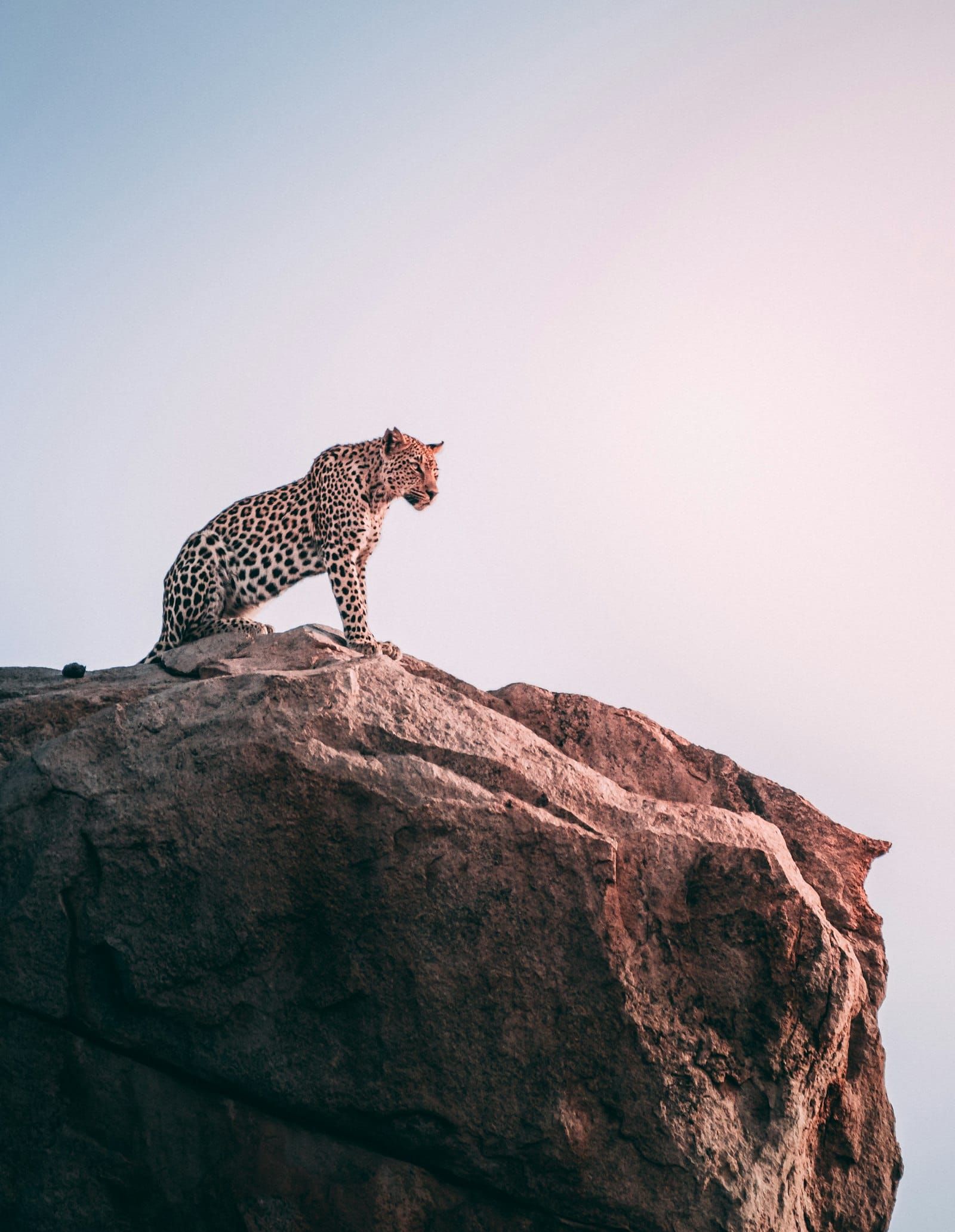 A leopard sitting on a rocky outcrop in soft dawn light