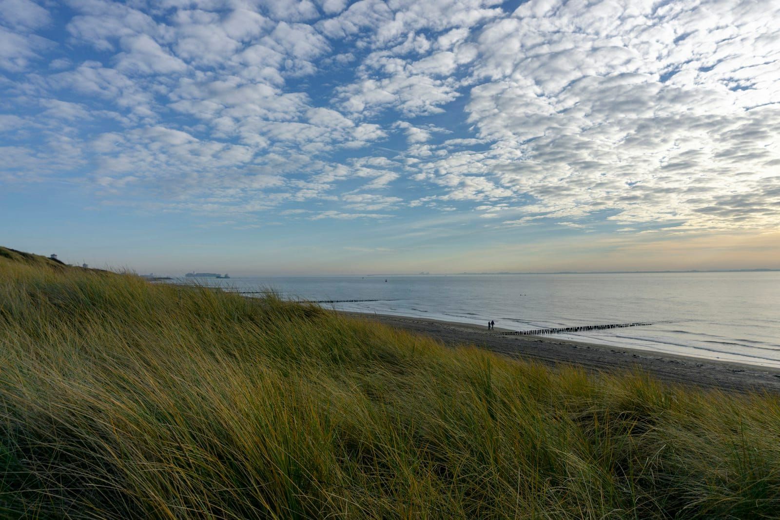 Grassy coastal dunes rolling toward the sea