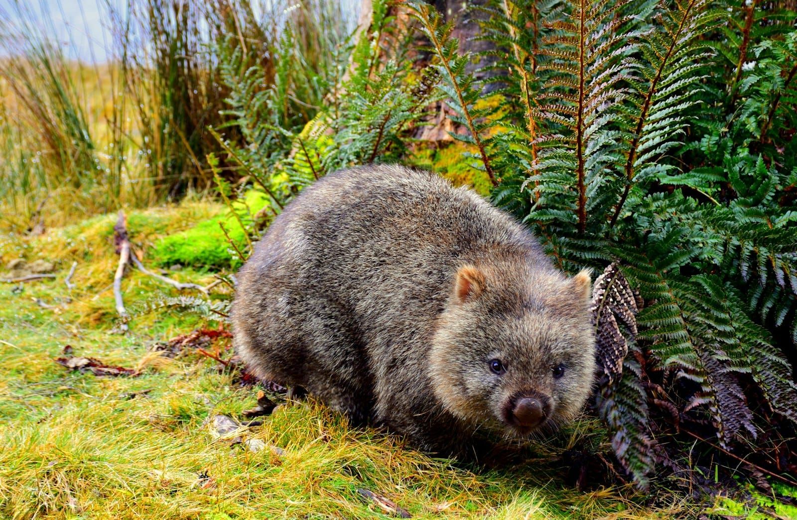 A common wombat, close cousin of the rare northern species, grazing beside ferns