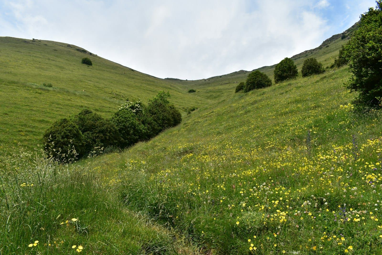A green hillside scattered with young trees and wildflowers on what was once open pasture