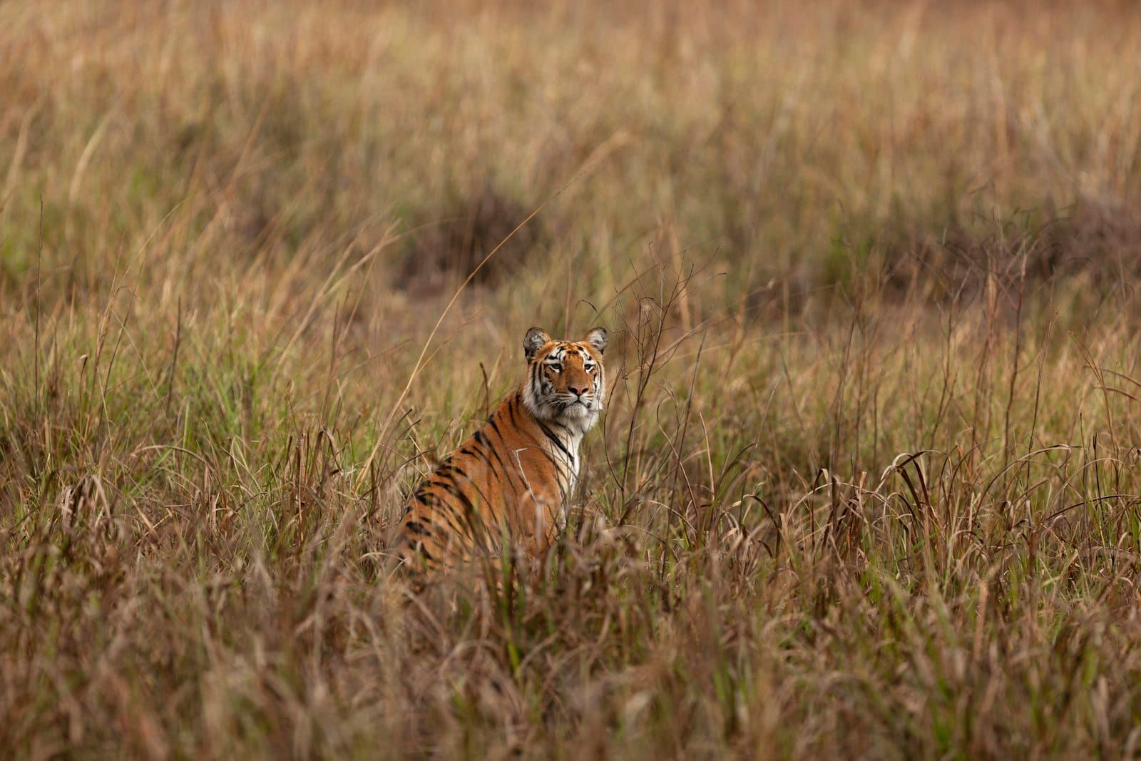 A tiger sitting upright in tall golden grassland
